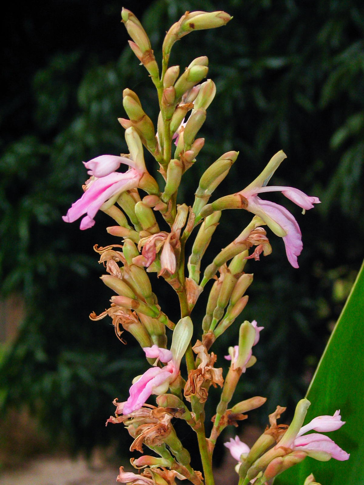 ข่าน้ำ Alpinia nigra (Gaerth.) Burtt<br/>Zingiberaceae